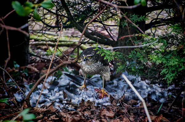 On the kill