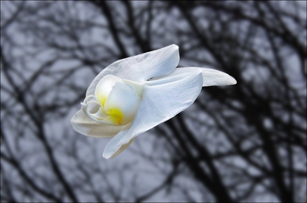 Orchid in flight