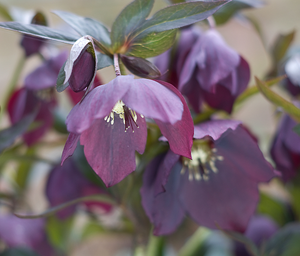 Purple Hellebore