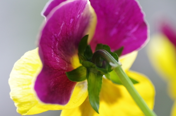 rear of flower
