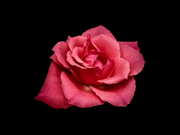 Roses are red (ish)