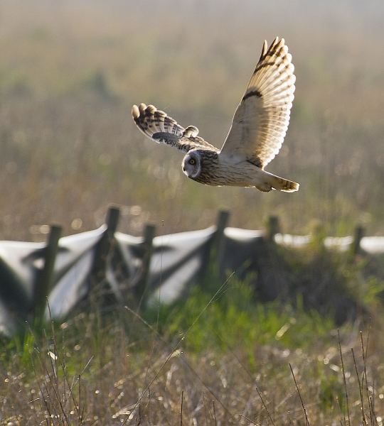 Short Eared Owl in the sun