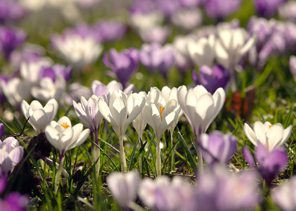 Spring Crocus