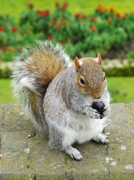 Squirrel