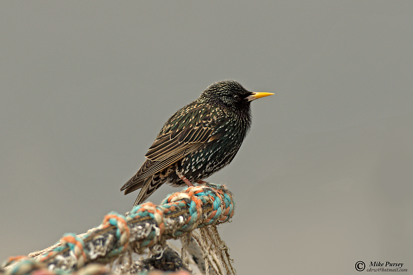 Starling Staring