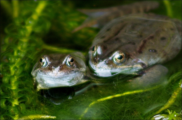 The odd couple