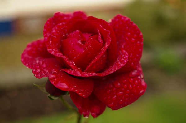 the rose