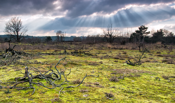 Thursley Common