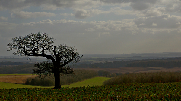 Tree, awaiting spring.