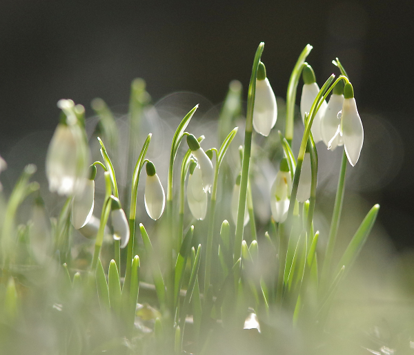 Welford Snowdrops
