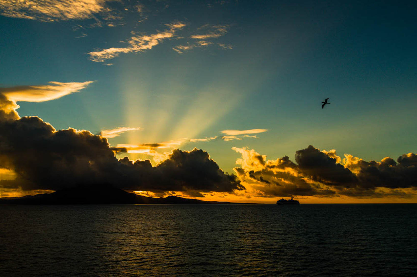 The Ship and the Gannet