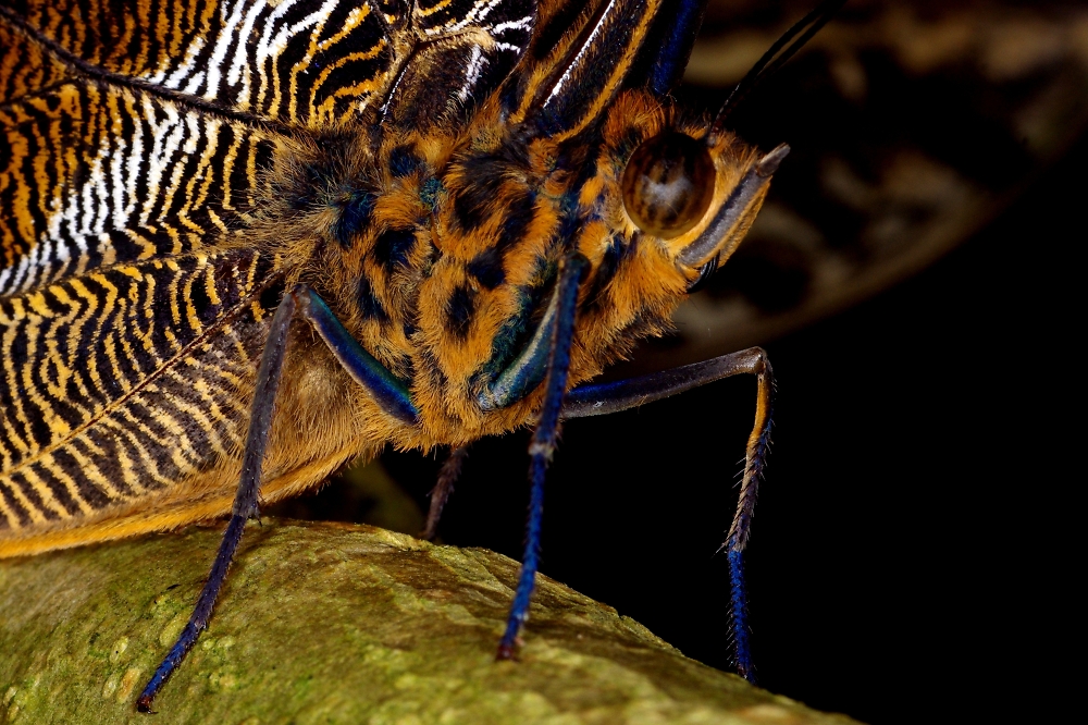 Moth Profile