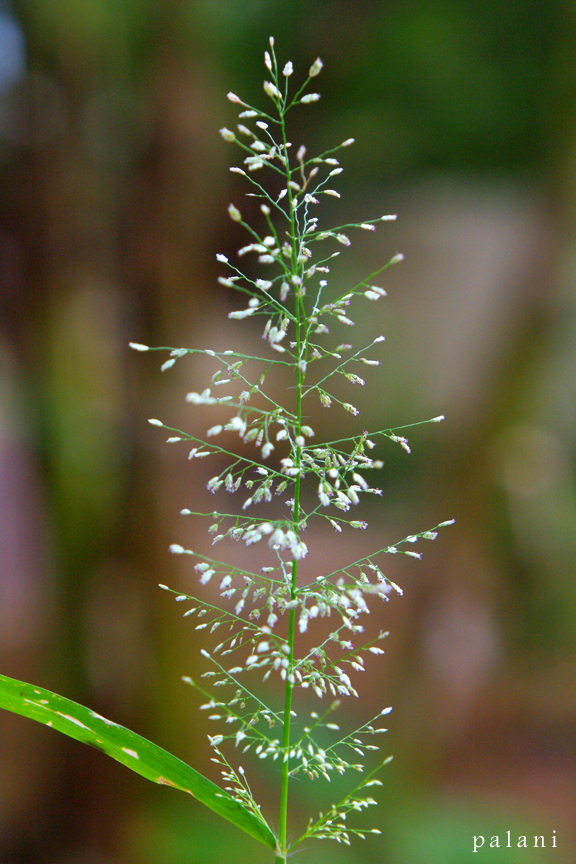 plant