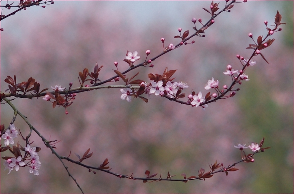 Spring bokeh