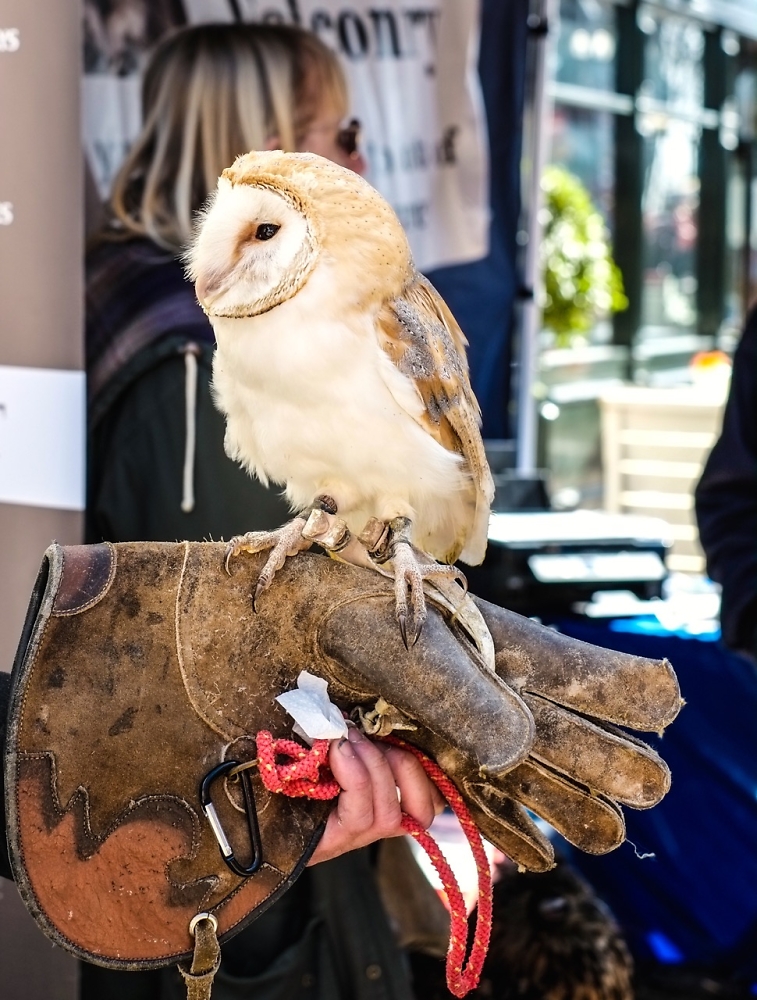 The Owl