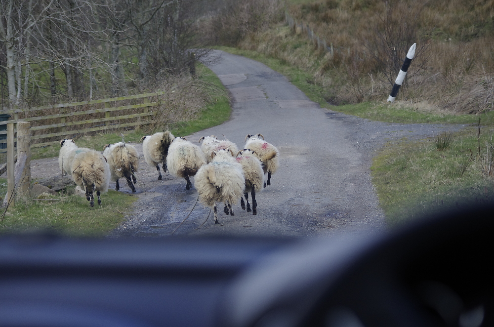 Traffic congestion in kintyre