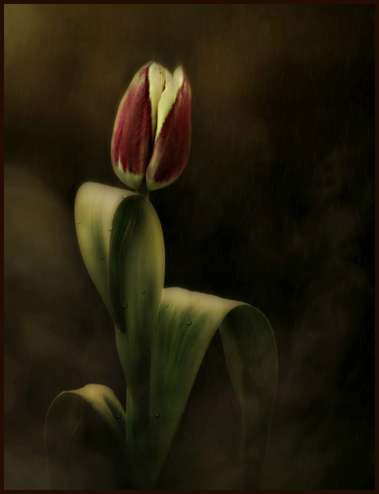 Unopened Tulip