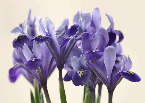 Blue Iris
