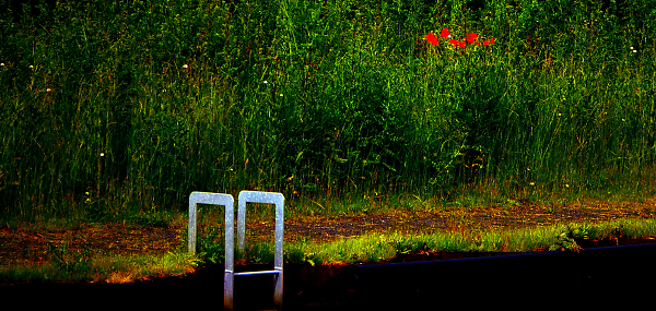 Canalside Poppies