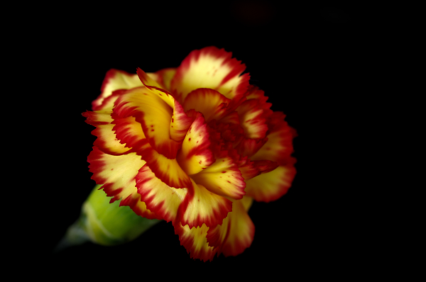 Carnation