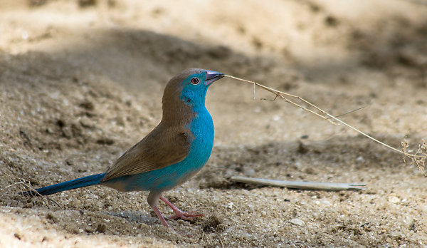 Cordon Bleu