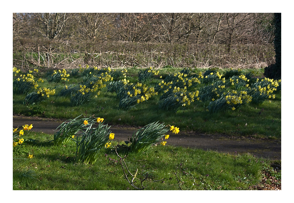 Daffs in the wind.