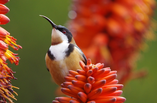 Eastern spinebill on flowering succulent in Blue Mountains NSW