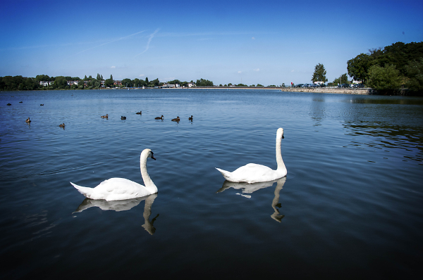 Edgbaston Res