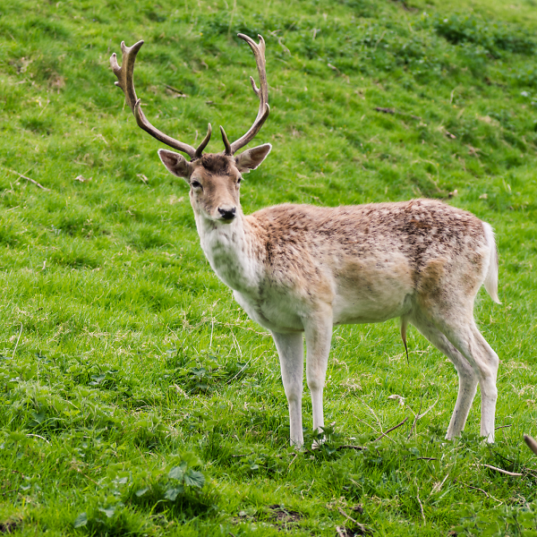 Fallow Deer