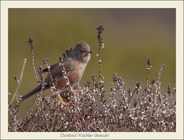 Female Dartford Warbler