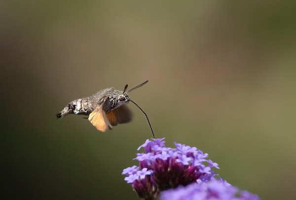 flying rabbit