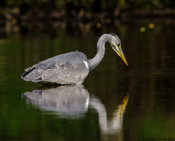 Gone Fishing