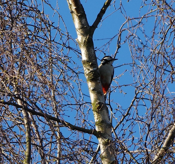 Great spotted woodpecker