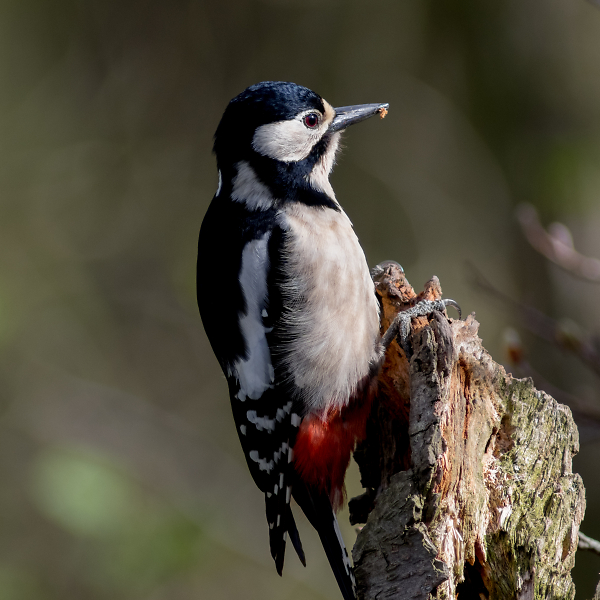 Greater Spotted Woodpecker