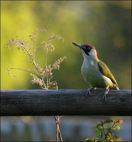 Green Woodpecker.