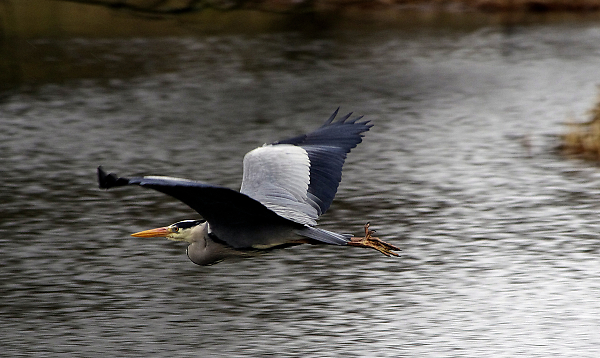 Heron in flight