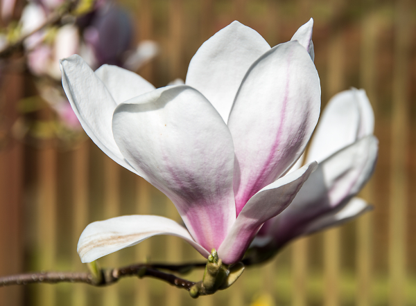 Just One Magnolia