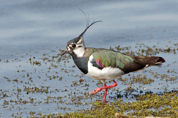 Lapwing