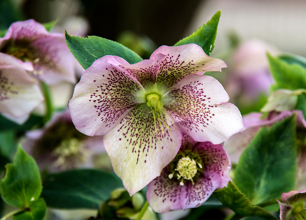 Last of the Winter blooms