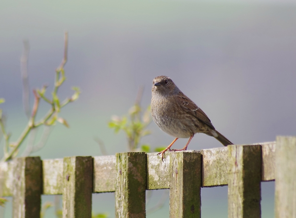 Mr Dunnock