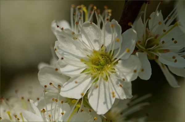 nectar