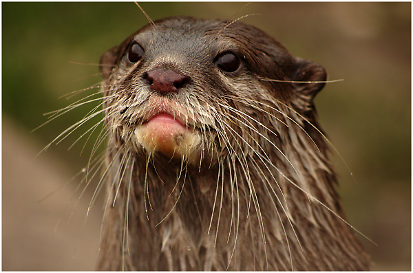 Otter