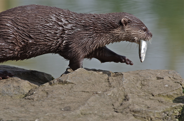Otter