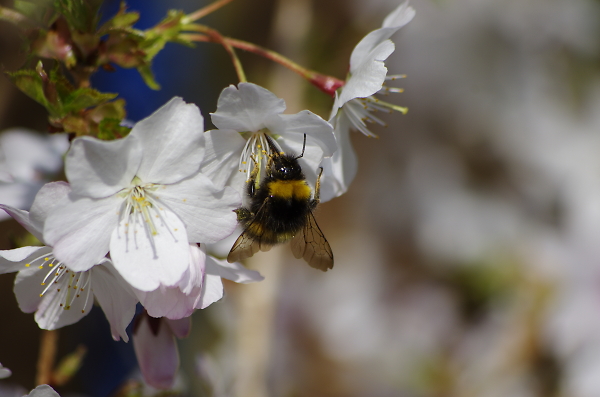 pollen count