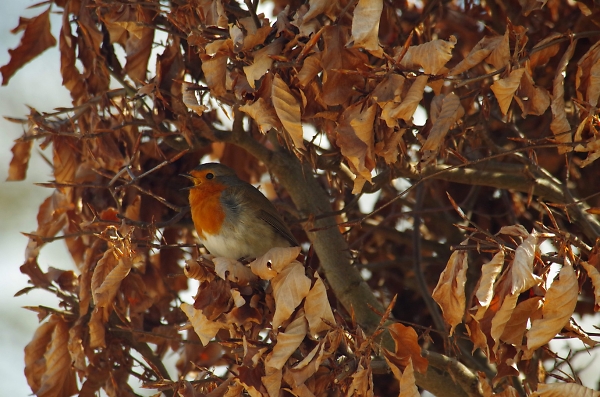 Robin in a beech tree