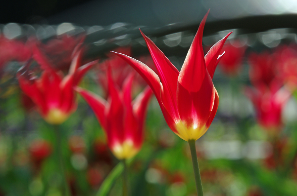 Simply red
