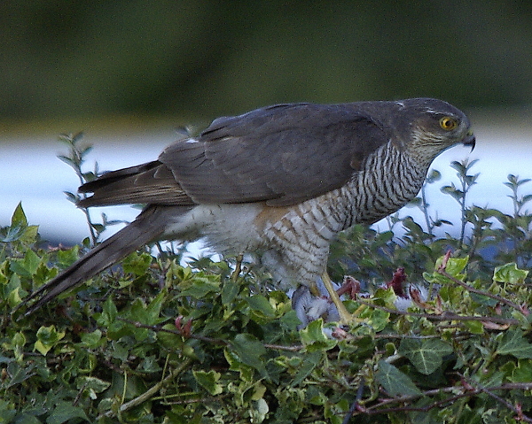 Sparrowhawk and Prey