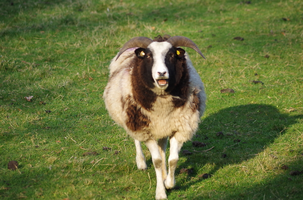 special breeds sheep