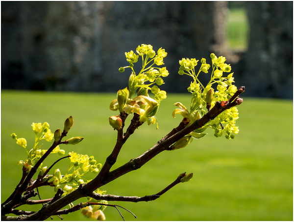 Springtime tree buds