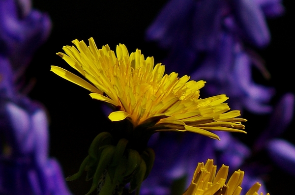 sunburst